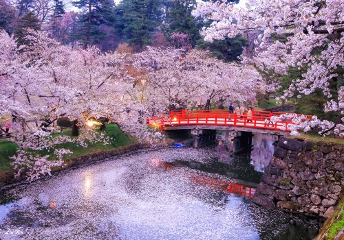 Japan_Tokyo_Parks_Flowering_trees_Rivers_Bridges_550548_1280x853 Japan_Tokyo_Parks_Flowering_trees_Rivers_Bridges_550548_1280x853